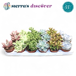 Discover® - Sevilla Succulents Mix (Deluxe)