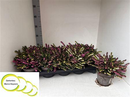 <h4>Eric Da Pot Gem 2kl</h4>