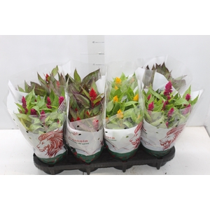 CELOSIA P14 VARIADO