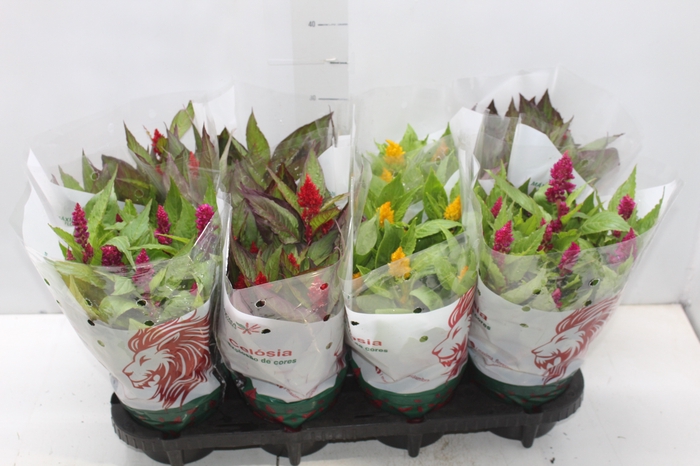 <h4>CELOSIA P14 VARIADO</h4>