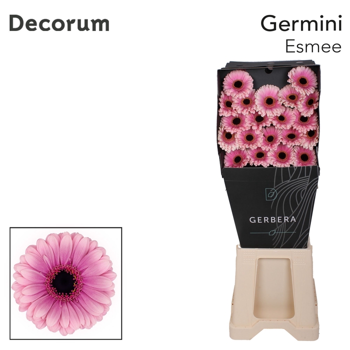 <h4>Germini Esmee Diamond</h4>