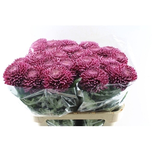 Chr G Bigoudi Purple