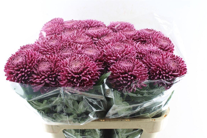 <h4>Chr G Bigoudi Purple</h4>