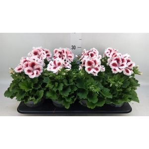 Pelargonium gran.   ..
