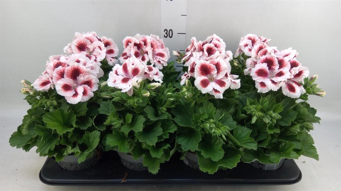 <h4>Pelargonium gran.   ..</h4>