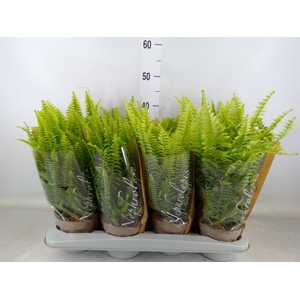 Nephrolepis exal. 'Green Lady'