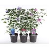 Hibiscus syriacus