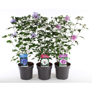 Hibiscus syriacus