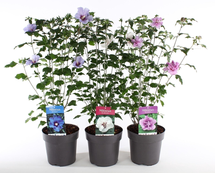 <h4>Hibiscus syriacus</h4>
