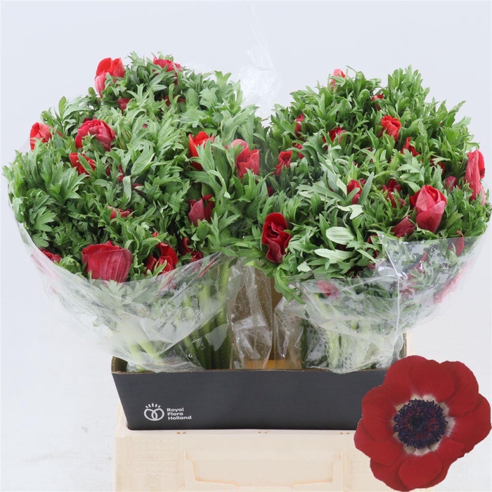 <h4>Anemone Galil Rood</h4>