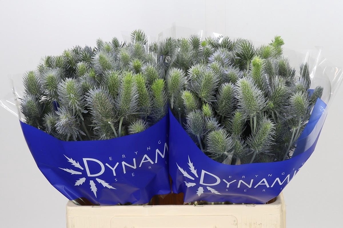 <h4>Eryngium Electric Dynamite</h4>