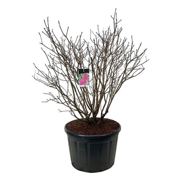 <h4>Syringa v. 'And. an Ludwig Späth'</h4>