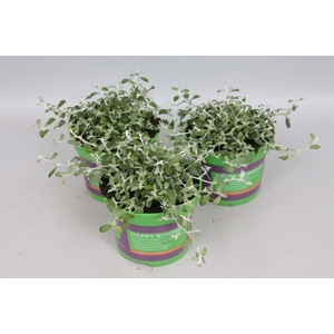 Helichrysum Silver Star