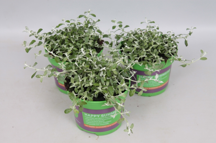 <h4>Helichrysum Silver Star</h4>
