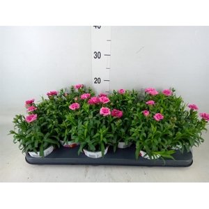 Dianthus  'Oscar Purple Wings'