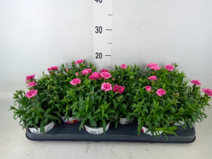<h4>Dianthus  'Oscar Purple Wings'</h4>