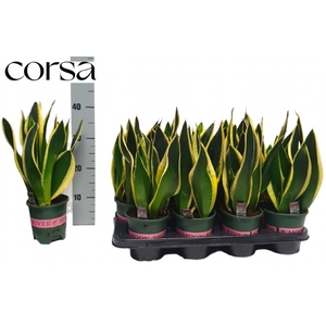 Sansevieria trifasciata Black Gold 14Ø 40cm