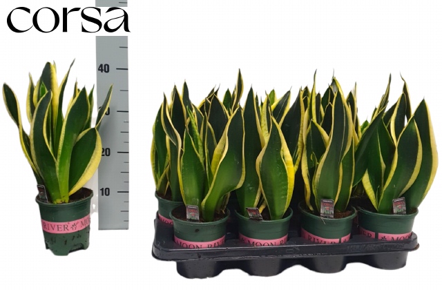 Sansevieria trifasciata Black Gold 14Ø 40cm