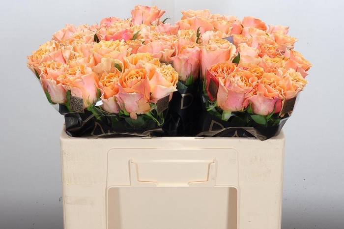 <h4>R Gr Carpe Diem+</h4>