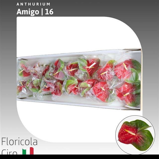 <h4>ANTH A AMIGO green-red</h4>