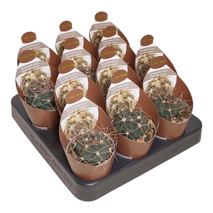 <h4>CACTUS OV</h4>