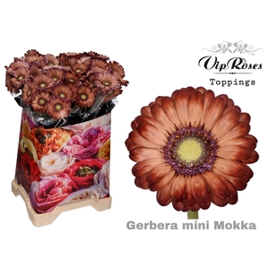 GE MI MOKKA