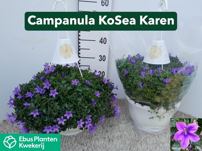 <h4>CAMP PORTENSCHLAGIAN</h4>