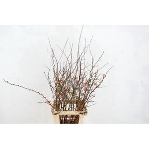 CHAENOMELES JAPONICA PINK 065CM