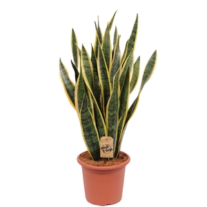 Sansevieria Laurentii