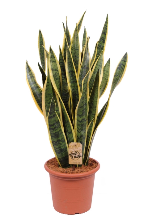 <h4>Sansevieria Laurentii</h4>