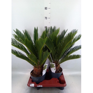 Cycas revoluta