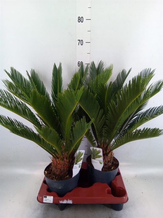 <h4>Cycas revoluta</h4>