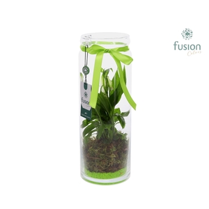 Glazen vaas met Spathiphyllum