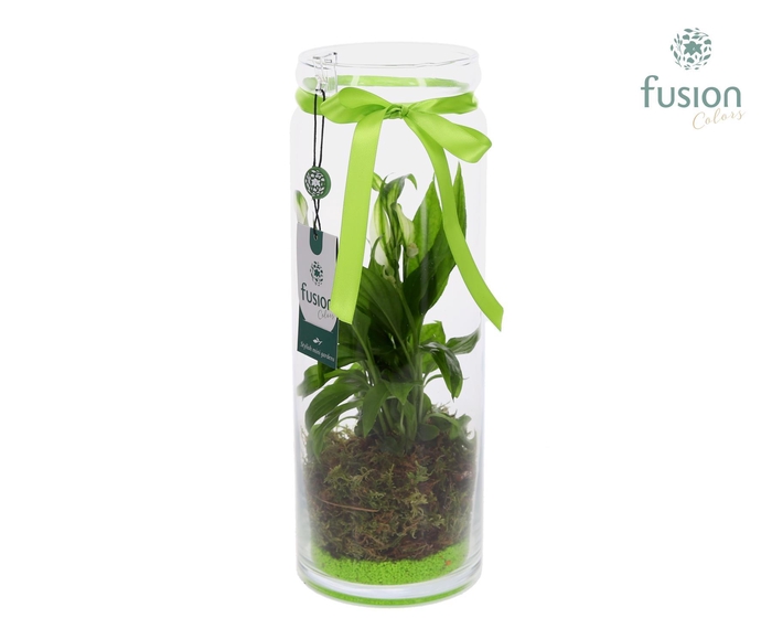 <h4>Glazen vaas met Spathiphyllum</h4>