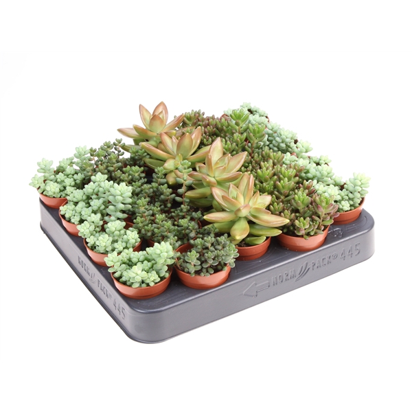 Sedum mix