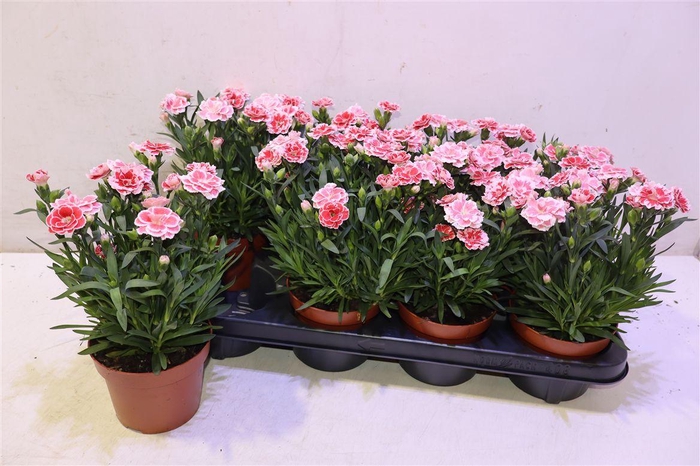 <h4>Dian Osc White Red</h4>