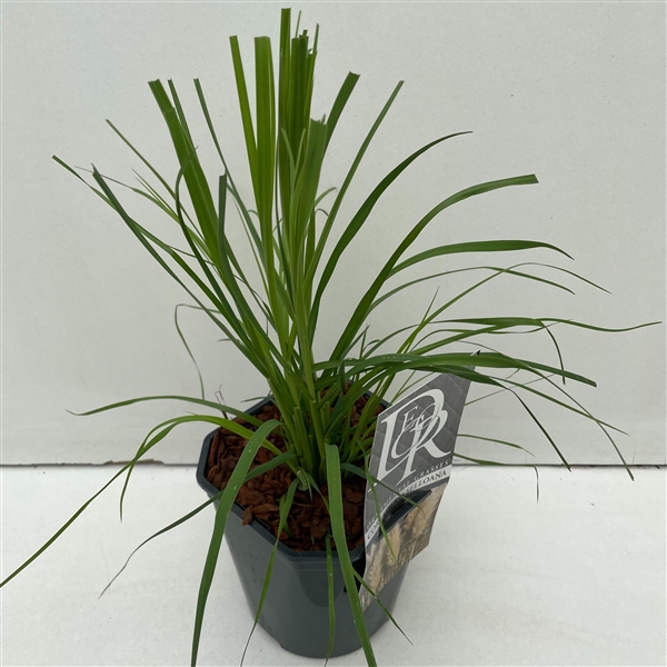 <h4>Cortaderia Selloana</h4>