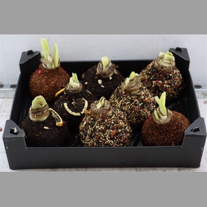 Wax Hipp Spice Mixed Autumn Scented