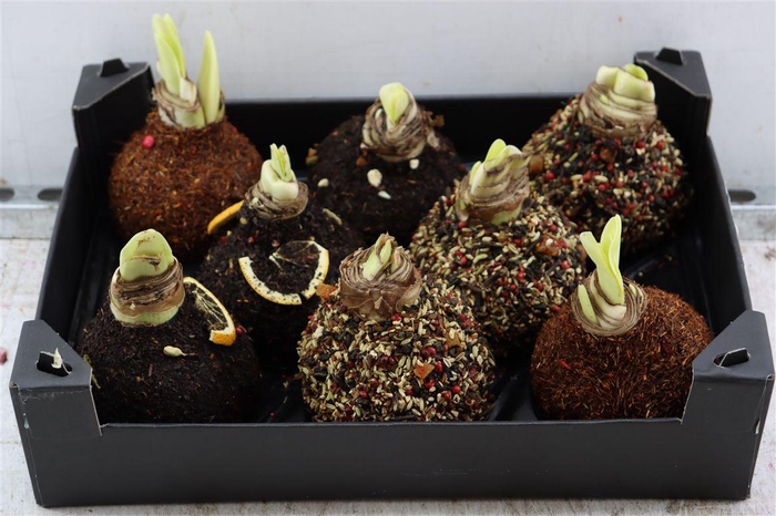 <h4>Wax Hipp Spice Mixed Autumn Scented</h4>