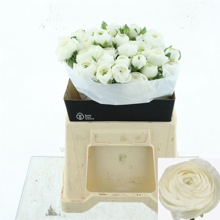 <h4>RAN SU NIVEO</h4>