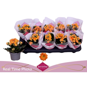 KAL GE PERFECTA ORAN