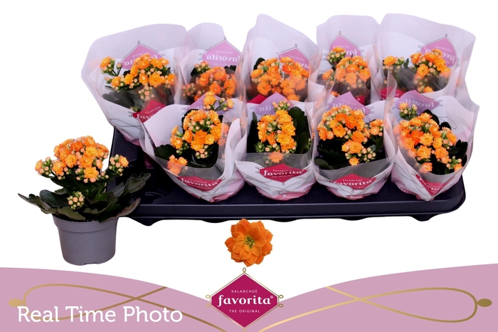 <h4>KAL GE PERFECTA ORAN</h4>