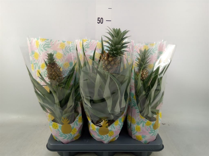 <h4>Ananas  'Mi Amigo'</h4>