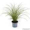 CAREX BRUNNEA
