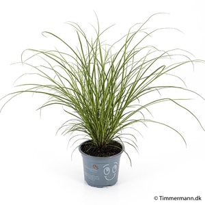 CAREX BRUNNEA P9