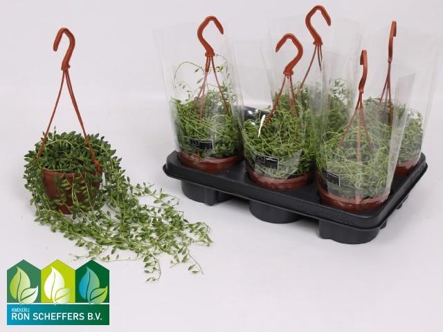 <h4>SENEC HERREIANUS</h4>