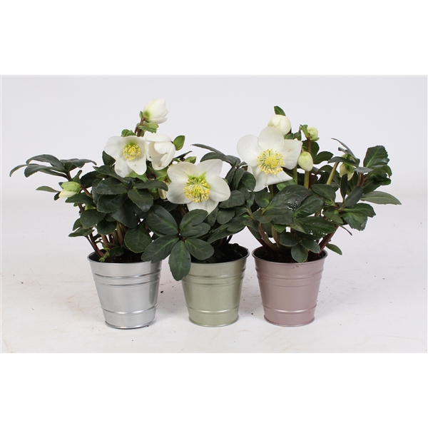 <h4>Helleborus n. Christmas Carol 12cm in luxe metallic zink 3 ass.</h4>