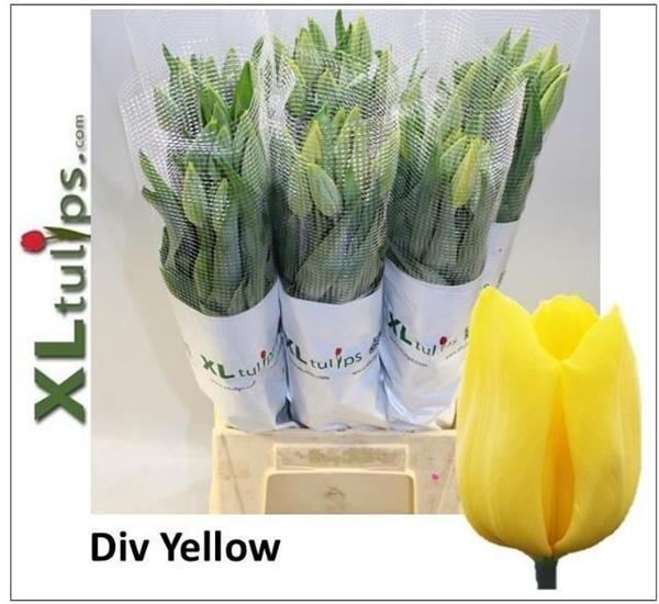 <h4>TU EN OVERIG GEEL</h4>