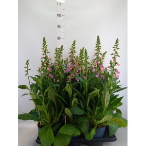 Digitalis  'Pink Panther'