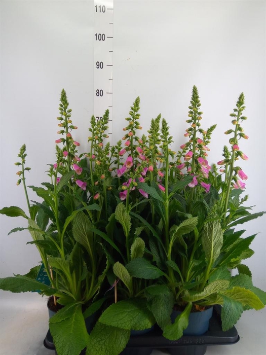 <h4>Digitalis  'Pink Panther'</h4>